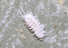 Cryptolaemus montrouzieri