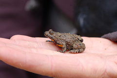 Bombina variegata