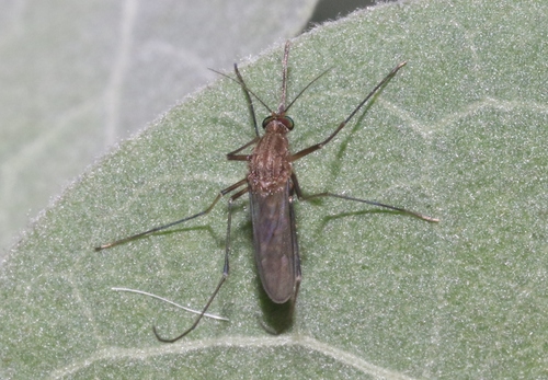 Culex, 2022-08-21