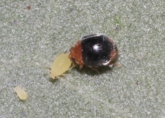 Diomus roseicollis