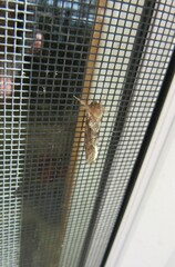 Korscheltellus gracilis