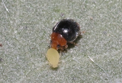 Diomus roseicollis