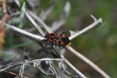 Spilostethus saxatilis