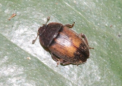 Nitidulidae