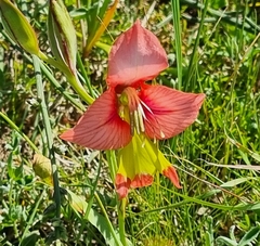 Gladiolus alatus