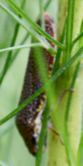 Paraulacizes irrorata