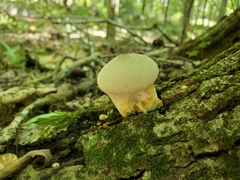Lycoperdon perlatum