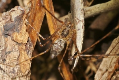 Scytodes longipes