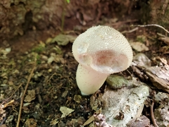 Lycoperdon perlatum