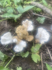 Sebacina sparassoidea