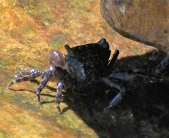 Pachygrapsus transversus