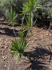 Yucca gigantea