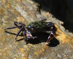 Pachygrapsus transversus