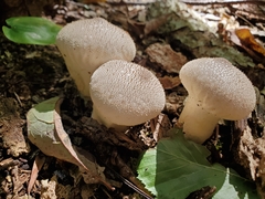 Lycoperdon perlatum