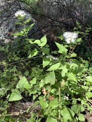 Ageratina herbacea