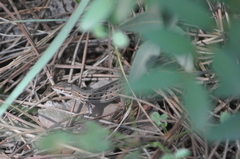 Psammodromus edwarsianus
