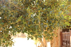Olea capensis enervis