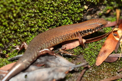 Ateuchosaurus chinensis