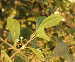 Olea capensis enervis