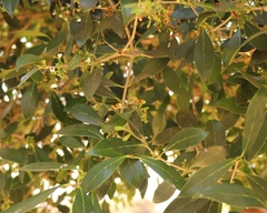 Olea capensis enervis