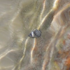 Echinolittorina placida