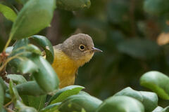Leiothlypis ruficapilla