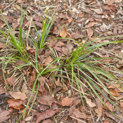 Rhynchospora megalocarpa