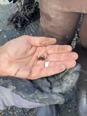 Hemigrapsus sanguineus