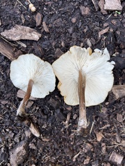 Melanoleuca