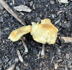 Melanoleuca