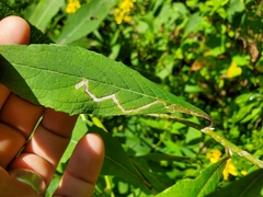 Agromyzidae