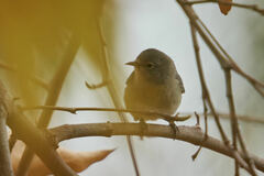 Leiothlypis virginiae
