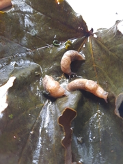 Deroceras reticulatum