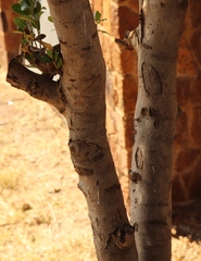 Olea capensis enervis