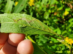 Agromyzidae