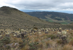 Espeletia