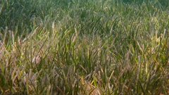 Cymodocea nodosa