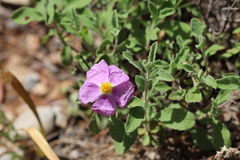Cistus creticus