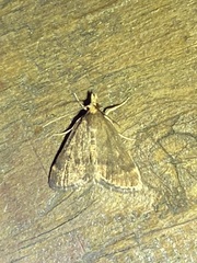 Loxostegopsis merrickalis