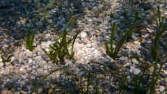 Cymodocea nodosa