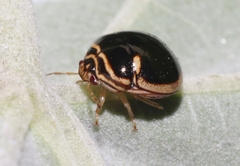 Coptosoma xanthogramma