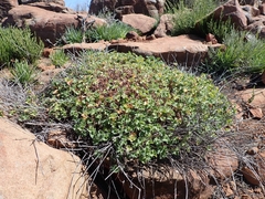 Pelargonium hypoleucum