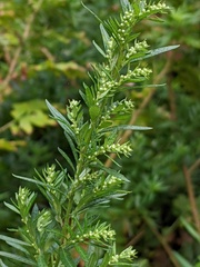 Artemisia verlotiorum