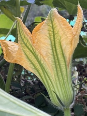 Cucurbita maxima