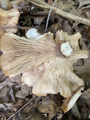 Armillaria