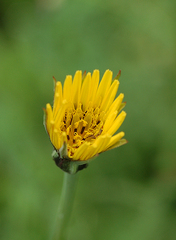 Tragopogon pratensis