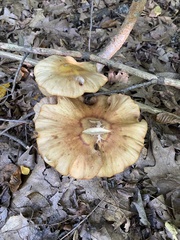Armillaria