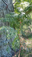 Gleditsia