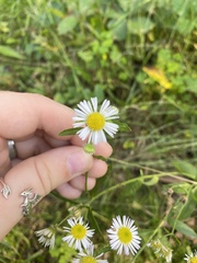 Erigeron strigosus