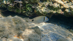 Diplodus vulgaris